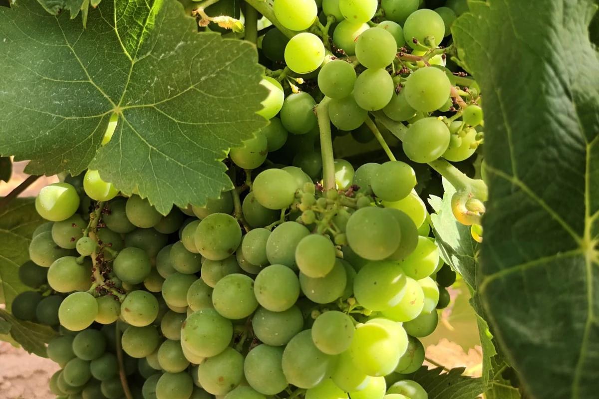 Discovery Grillo: con il Consorzio Vini Doc Sicilia focus su un’uva identitaria 
