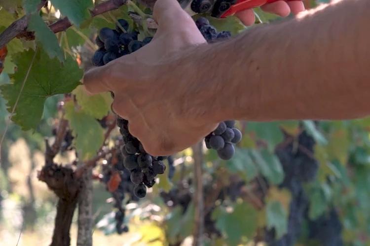 Conosciamo meglio il Freisa, vitigno dell’anno 2022 del Piemonte