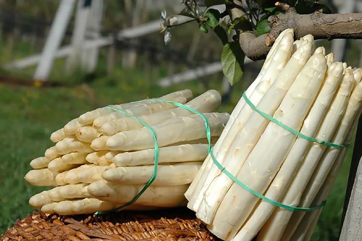 Tutto pronto per il Festival dell'asparago bianco di Zambana