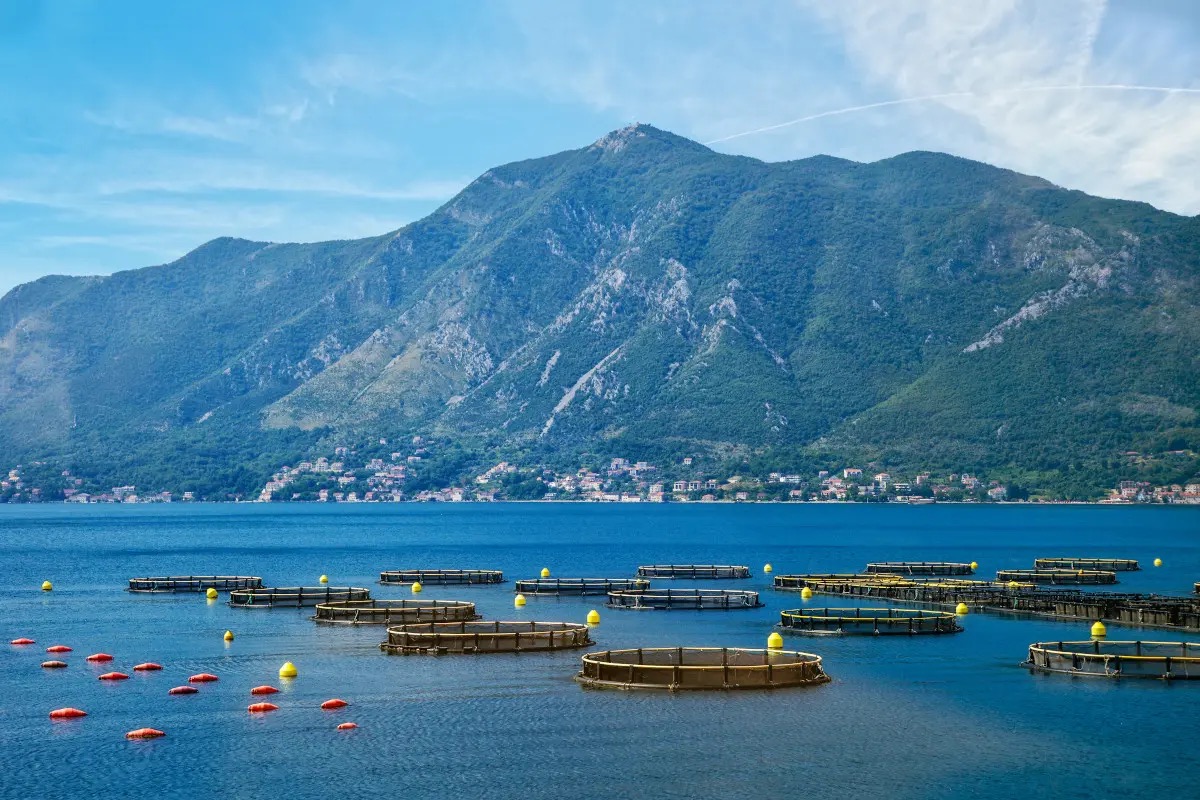 Pesce allevato, cala la quantità prodotta in Italia ma aumenta il consumo