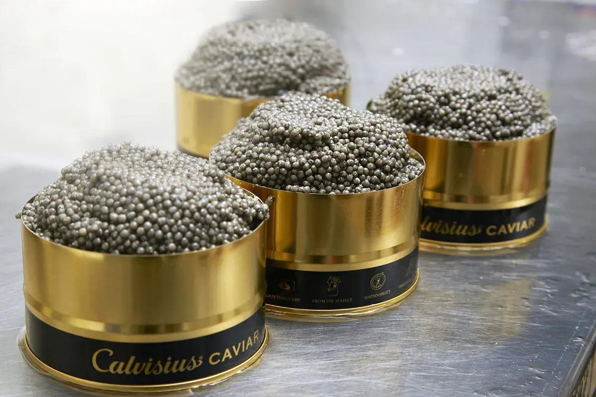 Calvisius Caviar: ecco come si produce caviale in modo sostenibile