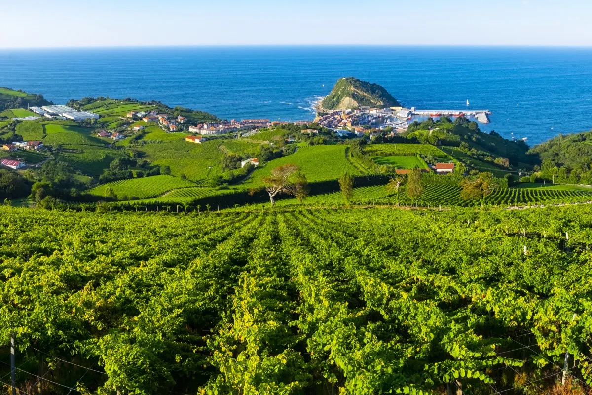 Txakoli, il vino basco figlio dell'oceano Atlantico 