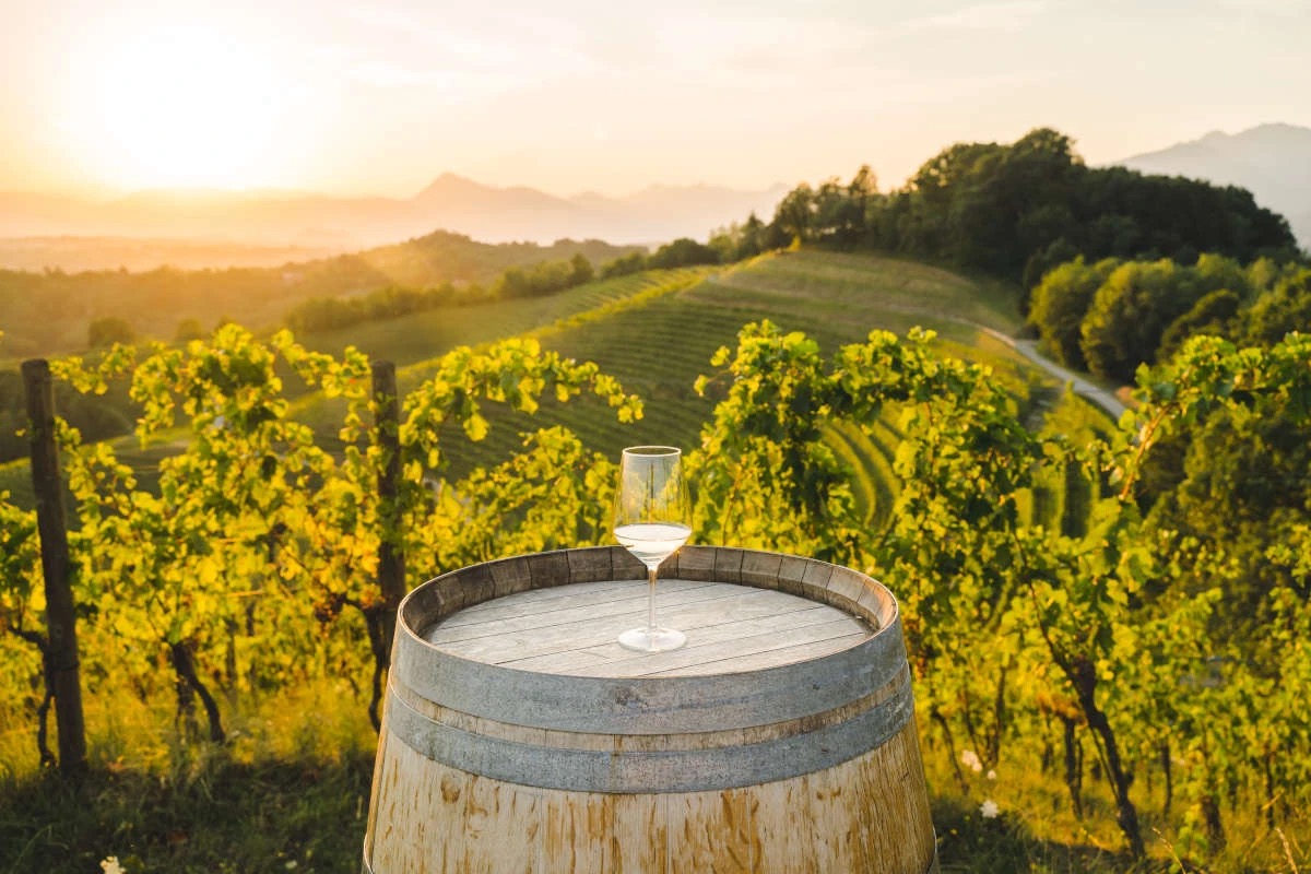  Dal Garda al Friuli: vini freschi ed eleganti espressione dei vitigni autoctoni